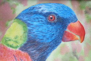 Inktense pencil sketch parrot